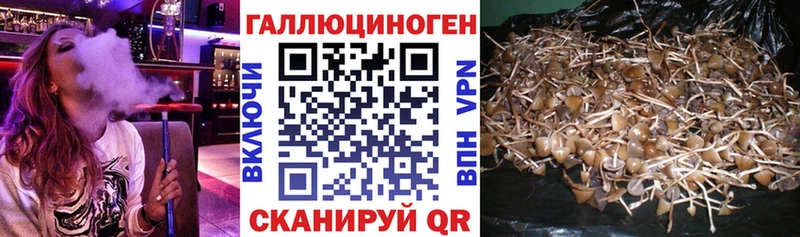 закладки  Сосенский  Псилоцибиновые грибы Psilocybe 